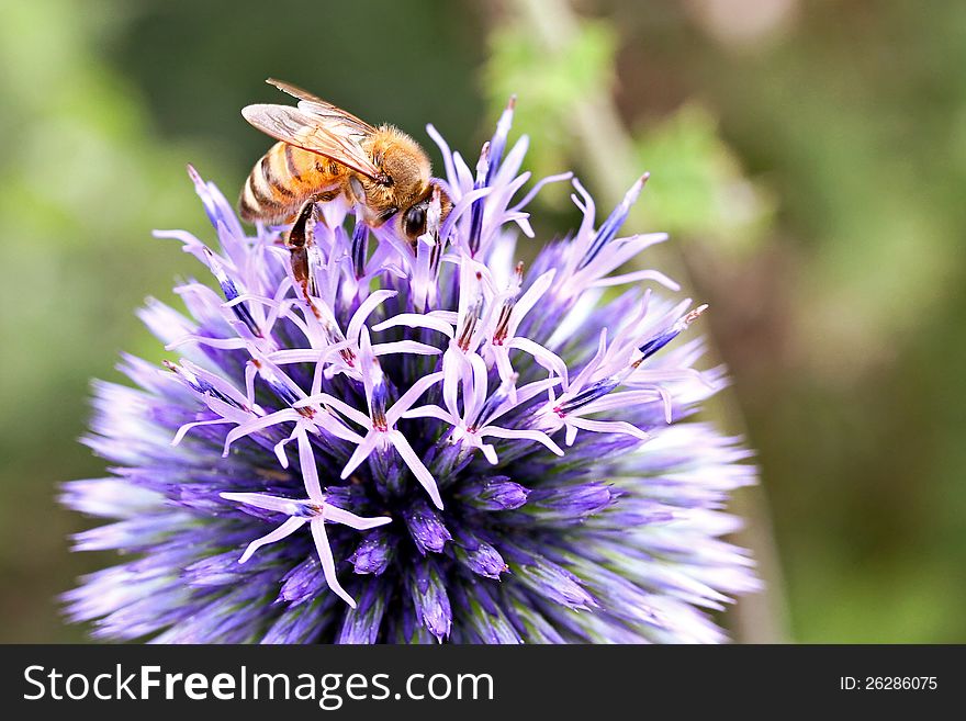 Bee on an allium plant. Bee on an allium plant