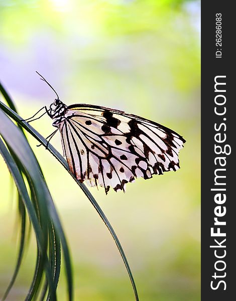 Black and white butterfly on tropical plant