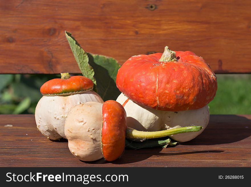 Fungoid pumpkin vegetable cultures crop