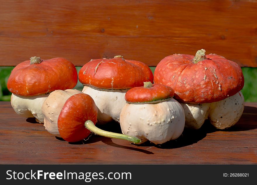 Fungoid pumpkin vegetable cultures crop