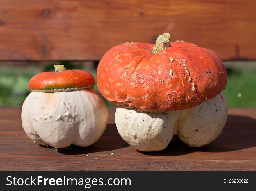Fungoid pumpkin