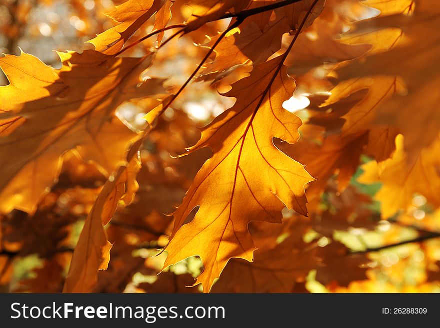 Decoration maple tree in an autumn. Decoration maple tree in an autumn.