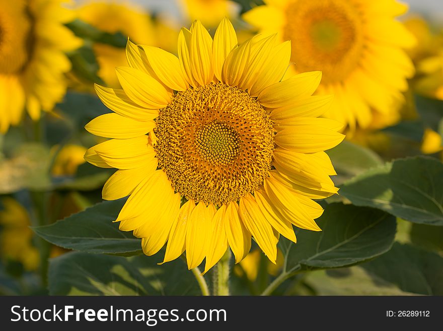 Sunflower blossoms decorate the fields. Sunflower blossoms decorate the fields