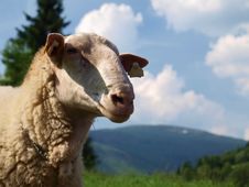 East Friesian Sheep Royalty Free Stock Image East Friesian Sheep Royalty Free Stock Image