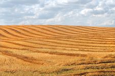 Harvest Swathing In A Prairie Field Royalty Free Stock Photos Harvest Swathing In A Prairie Field Royalty Free Stock Photos