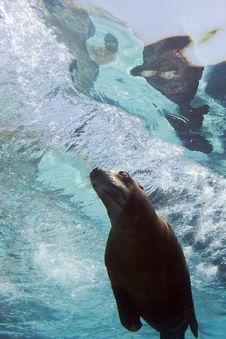 Sea Lion Stock Image Sea Lion Stock Image