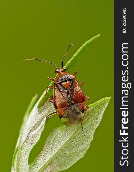 Grass bug Deraeocoris ruber on a leaf. Grass bug Deraeocoris ruber on a leaf.