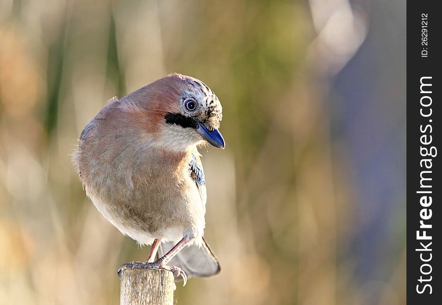 Jay sitting on peg close up. Jay sitting on peg close up