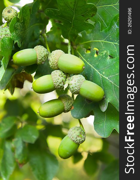 Green acorn fruits with leaves. Green acorn fruits with leaves