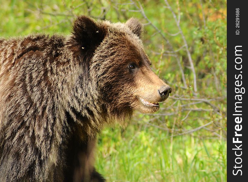 A Grizzly bear seems to smile for tourists taking photos. A Grizzly bear seems to smile for tourists taking photos.