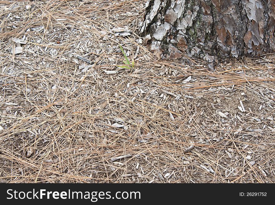 Pine needles on ground surrounding the base of a pine tree in Florida. Pine needles on ground surrounding the base of a pine tree in Florida