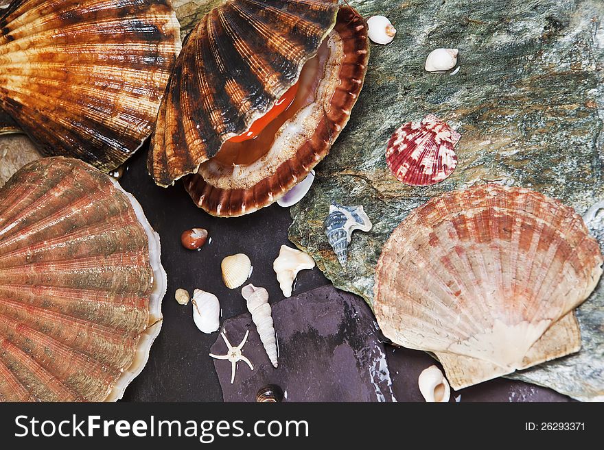 Various Seashells On Wet Stones