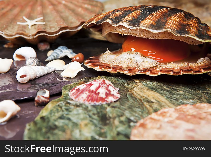 Various seashells on wet stones