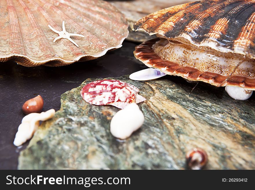 Alive scallops on wet sea stones. Ajar scallop. Macro. Selective focus. Alive scallops on wet sea stones. Ajar scallop. Macro. Selective focus