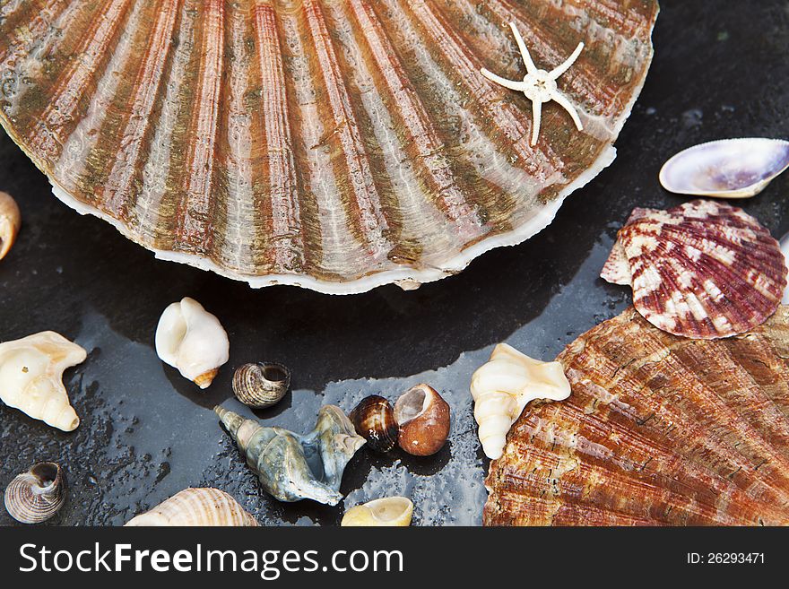 Various seashells on wet sea stone. Macro. Selective focus. Various seashells on wet sea stone. Macro. Selective focus