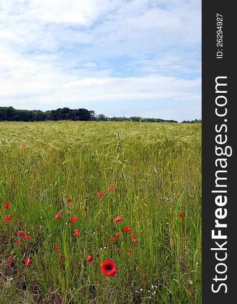 Poppies in field near Blakeney in Norfolk. Poppies in field near Blakeney in Norfolk