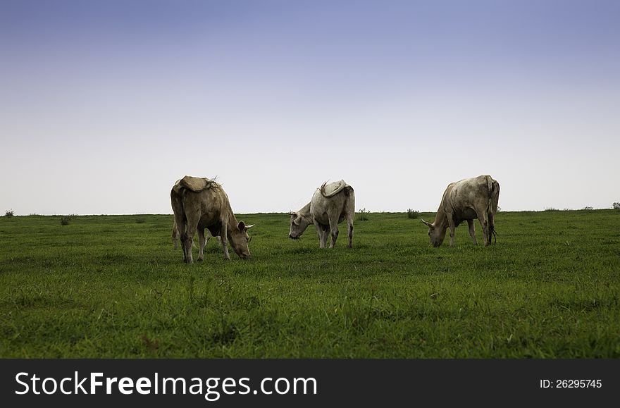 Three cattle browsing on a meadow.