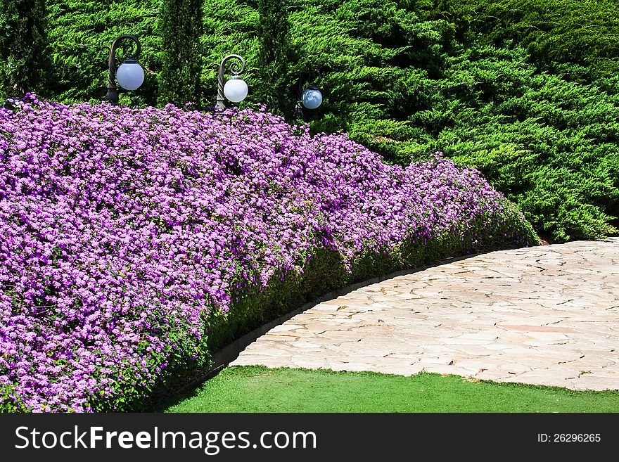 Pink flower field in park