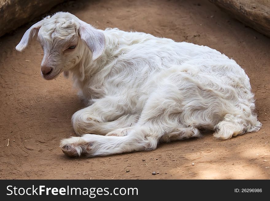 A cute young lamb, laying down