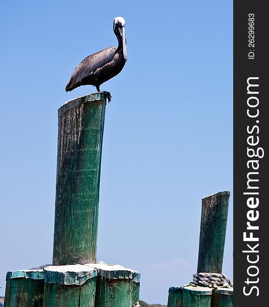 Pelican sitting on wood post.