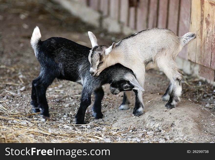 Two young goats at play. Two young goats at play