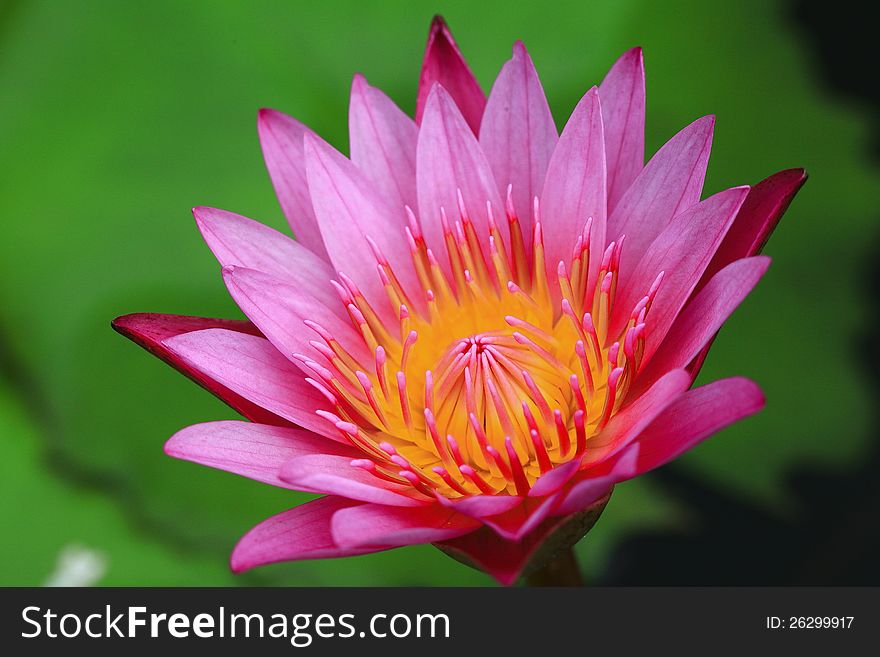 A blooming tropical waterlily in a pond. A blooming tropical waterlily in a pond
