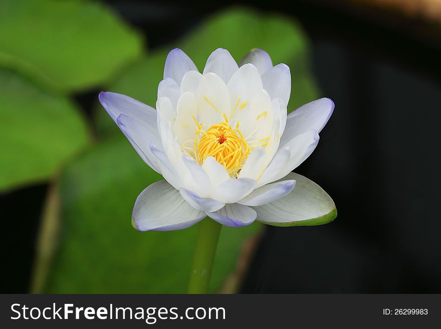 White lotus and green leaves