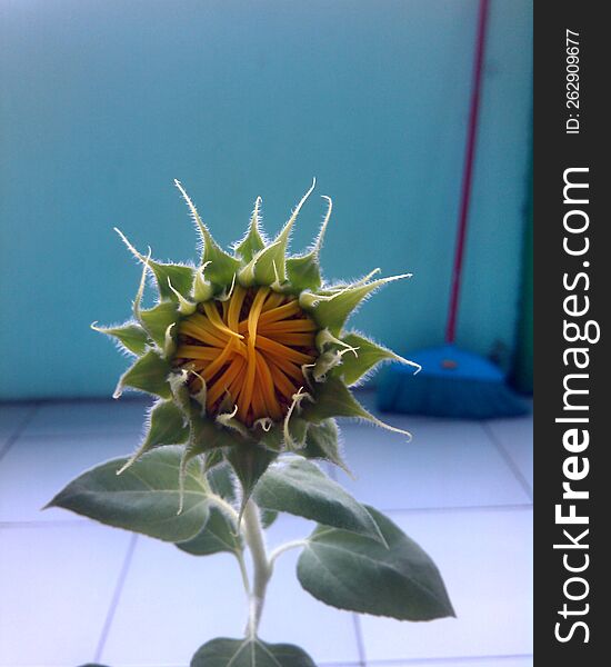 This Is A Growing Sunflower That Is About To Bloom Its Flower In A Couple Days.