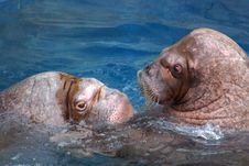 Walrus Royalty Free Stock Photography