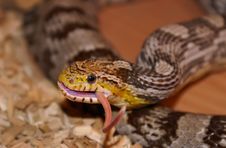 A Corn Snake Eating A Mouse Stock Photography