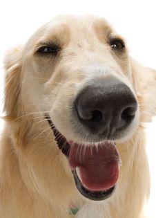 Golden Retriever Stock Photo Golden Retriever Stock Photo