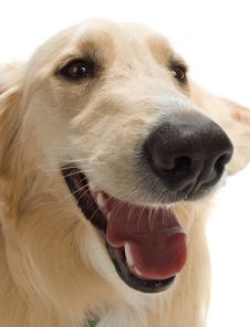 Golden Retriever Stock Photography Golden Retriever Stock Photography