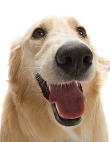 Golden Retriever Stock Image Golden Retriever Stock Image