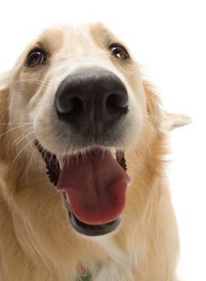 Golden Retriever Stock Photography Golden Retriever Stock Photography