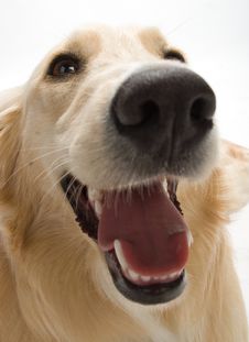 Golden Retriever Stock Images Golden Retriever Stock Images