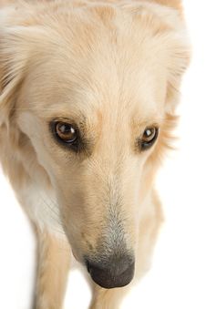 Golden Retriever Stock Image Golden Retriever Stock Image