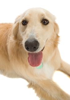 Golden Retriever Royalty Free Stock Image Golden Retriever Royalty Free Stock Image