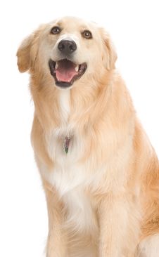Golden Retriever Stock Photography Golden Retriever Stock Photography