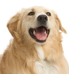 Golden Retriever Royalty Free Stock Photo Golden Retriever Royalty Free Stock Photo