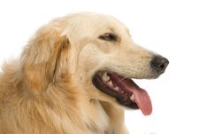 Golden Retriever Royalty Free Stock Photo Golden Retriever Royalty Free Stock Photo