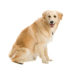 Golden Retriever Royalty Free Stock Photography Golden Retriever Royalty Free Stock Photography