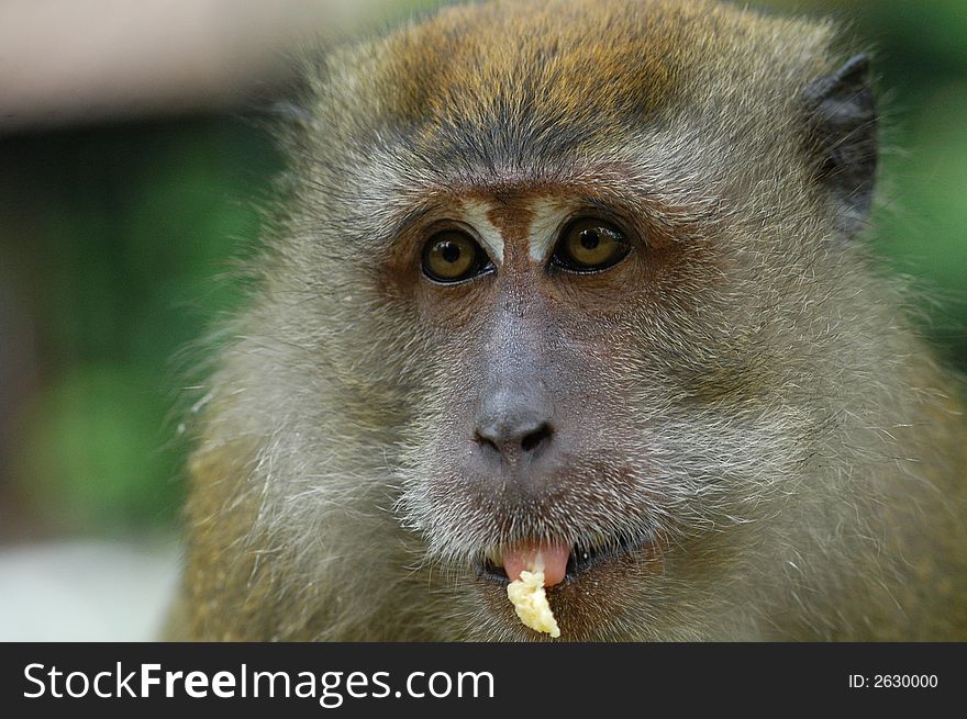 Brown Color Monkey Eating