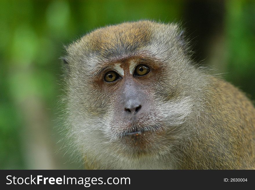 Brown color monkey eating in the parks