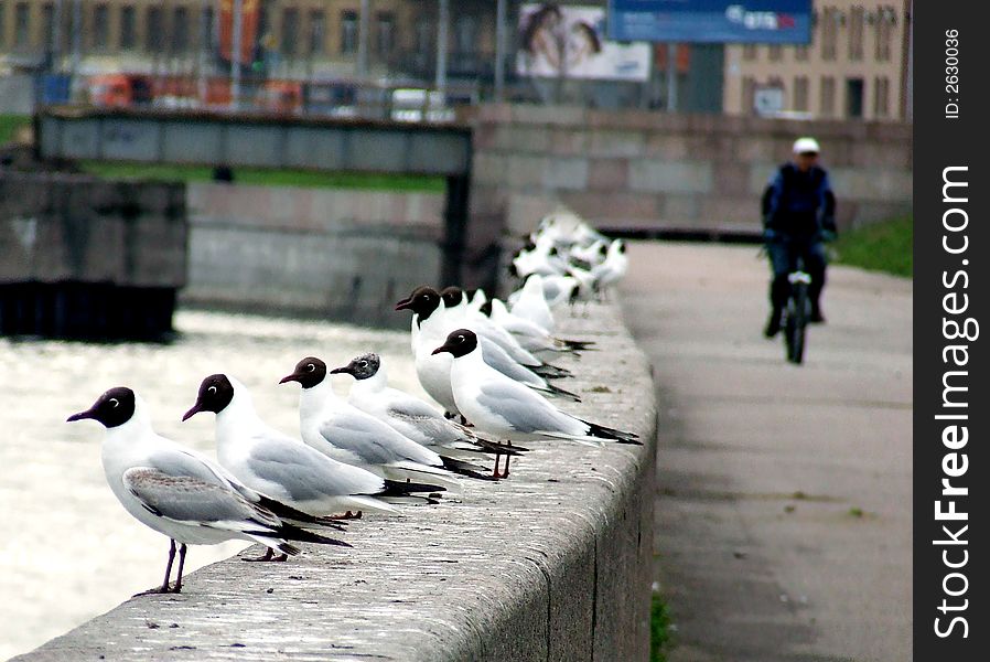 The seagull in searches of meal