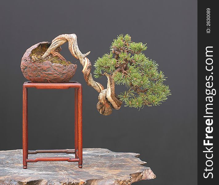 Mugo pine, Pinus mugo, 35 cm. Mugo pine, Pinus mugo, 35 cm