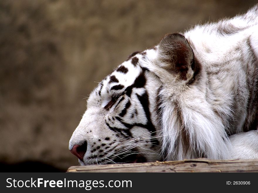 A beautiful bengal tiger lying