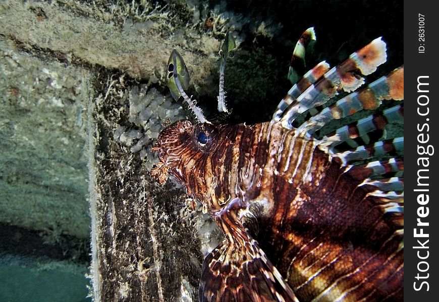 Pterios volitans - This is a very old fish, based on its darken bands all over its body, especially on the face. Pterios volitans - This is a very old fish, based on its darken bands all over its body, especially on the face.