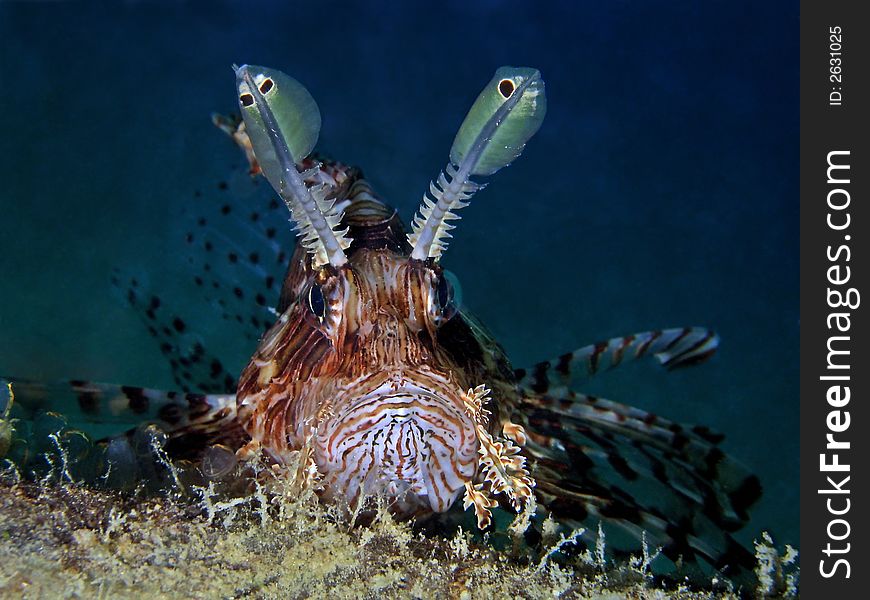 Portrait of a common lionfish resting on a wreck. Portrait of a common lionfish resting on a wreck