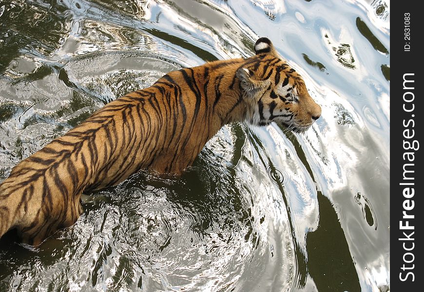 A tiger bathes in hot weather. A tiger bathes in hot weather