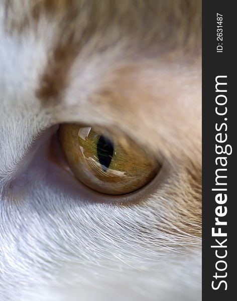 Close up of a cats eye. Close up of a cats eye